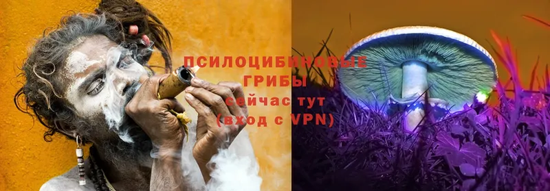 Псилоцибиновые грибы прущие грибы  Каспийск 